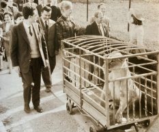 Distinti Saluti – Una leonessa allo Stadio Giuseppe Voltini